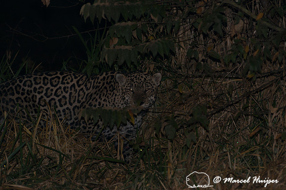 Male jaguar (Panthera onca) mate guarding female jaguar, Pantana