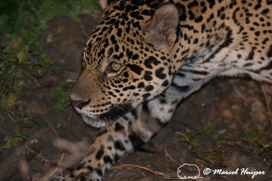 Female jaguar (Panthera onca), Pantanal, Brazil. Near threatened
