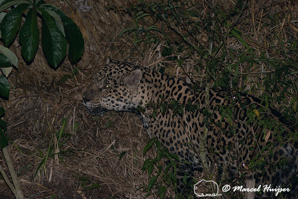 Male jaguar (Panthera onca) mate guarding female jaguar, Pantana