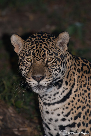 Female jaguar (Panthera onca), Pantanal, Brazil. Near threatened