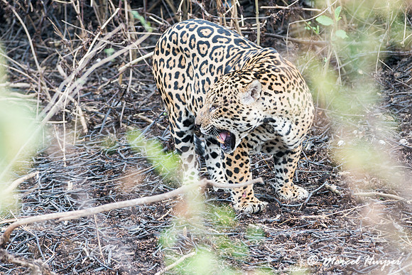 Male jaguar (Panthera onca) just after mating, Pantanal, Brazil.