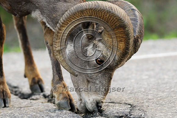 Bighorn sheep (Ovis canadensis) ram licking roadsalt, British Columbia, Canada