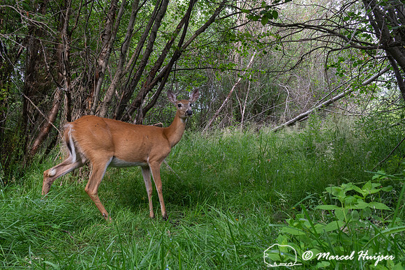 White-tailed deer doe (Odocoileus virginianus), Montana, USA