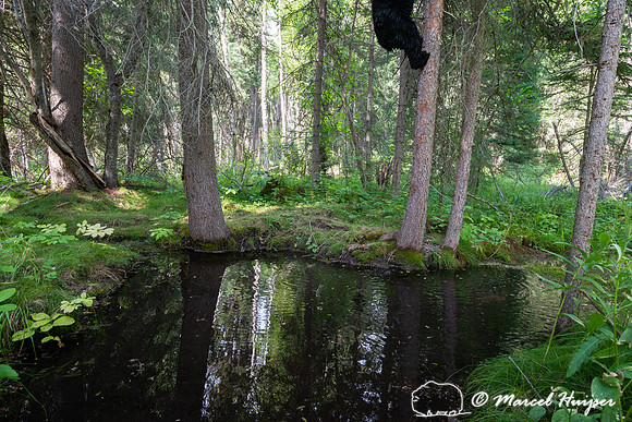American black bear (Ursus americanus) climbs up tree with senso