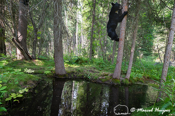 American black bear (Ursus americanus) climbs down tree with sen
