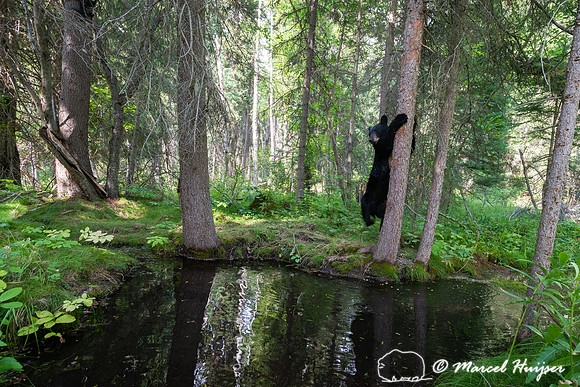 American black bear (Ursus americanus) climbs down tree with sen