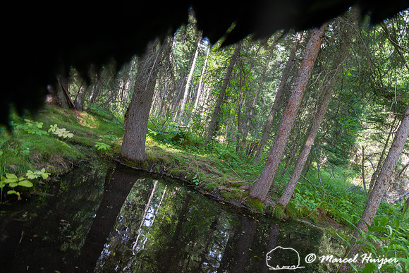 American black bear (Ursus americanus) wrestles with camera box,