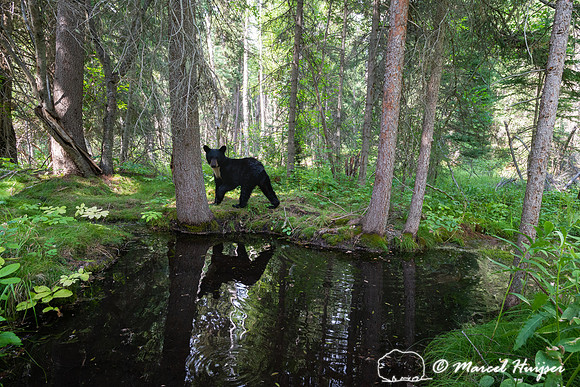 American black bear (Ursus americanus) has spotted the camera, M