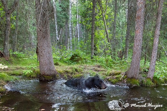 American black bear (Ursus americanus) at a pond in the forest,
