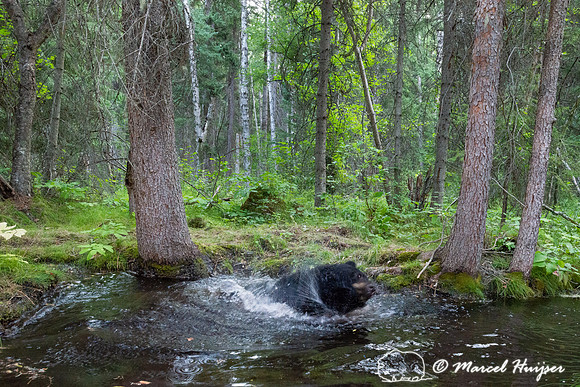 American black bear (Ursus americanus) at a pond in the forest,