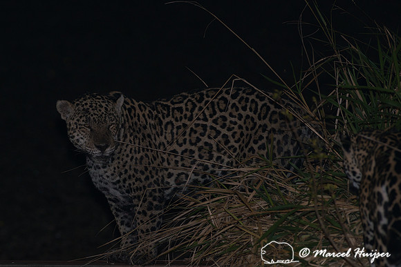 Male jaguar (Panthera onca) mate guarding female jaguar, Pantana