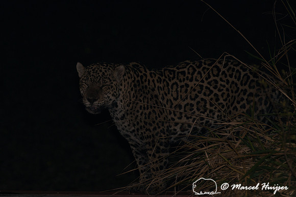 Male jaguar (Panthera onca) mate guarding female jaguar, Pantana