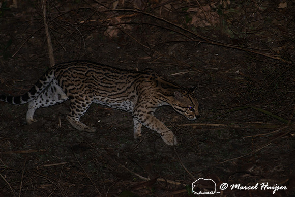 Ocelot (Leopardus pardalis), Pantanal, Brazil