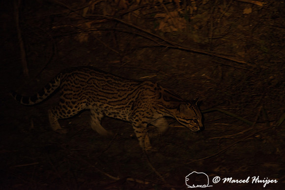 Ocelot (Leopardus pardalis), Pantanal, Brazil
