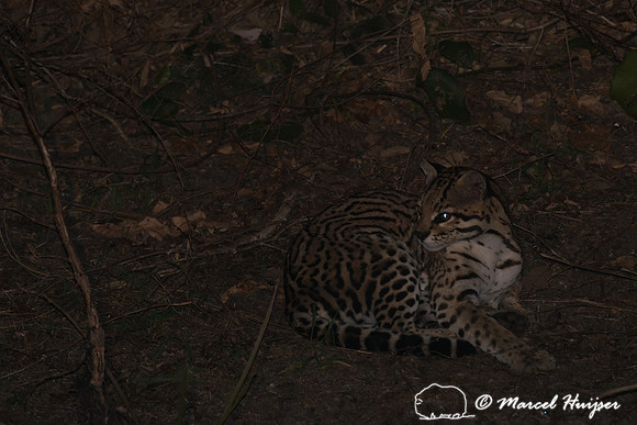 Ocelot (Leopardus pardalis), Pantanal, Brazil