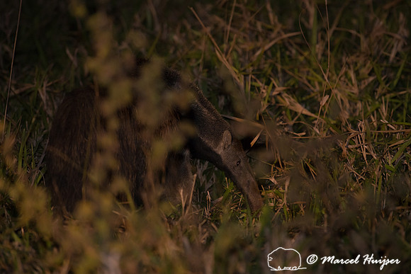 Giant anteater (Myrmecophaga tridactyla), Pantanal, Brazil. Vuln
