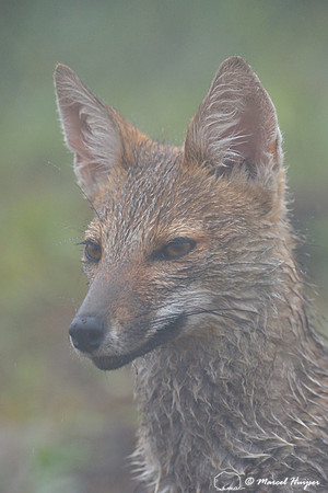 Pampas fox (Lycalopex gymnocercus), Parque Nacional de Aparados da Serra, Rio Grande do Sul, Brazil