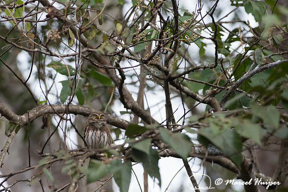 Ferruginous pygmy owl (Glaucidium brasilianum), Pantanal, Brazil