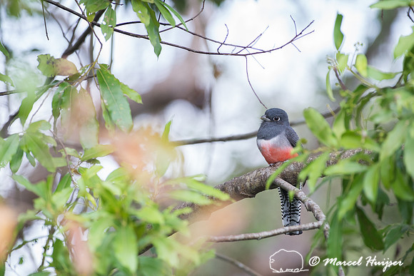 Blue-crowned trogon (Trogon curucui) female, Pantanal, Brazil