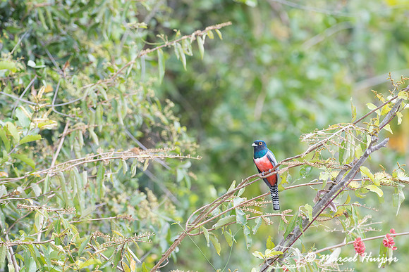 Blue-crowned trogon (Trogon curucui) male, Pantanal, Brazil