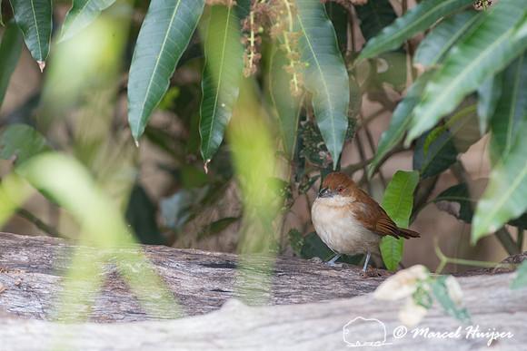 Great antshrike (Taraba major) female, Pantanal, Brazil