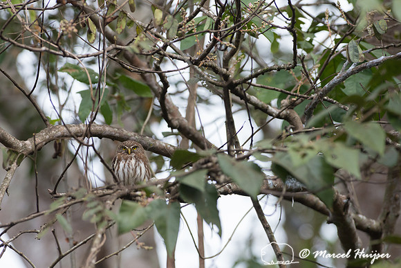 Ferruginous pygmy owl (Glaucidium brasilianum), Pantanal, Brazil