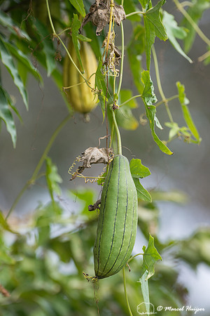 Sponge gourd or smooth luffa (Luffa aegyptiaca) Pantanal, Brazil