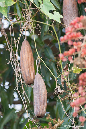 Sponge gourd or smooth luffa (Luffa aegyptiaca) Pantanal, Brazil