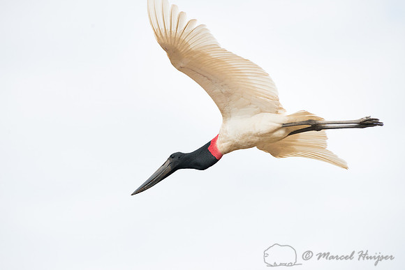 Jabiru (Jabiru mycteria), Pantanal, Brazil