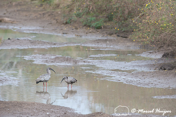 Plumbeous ibis (Theristicus caerulescens), Pantanal, Brazil