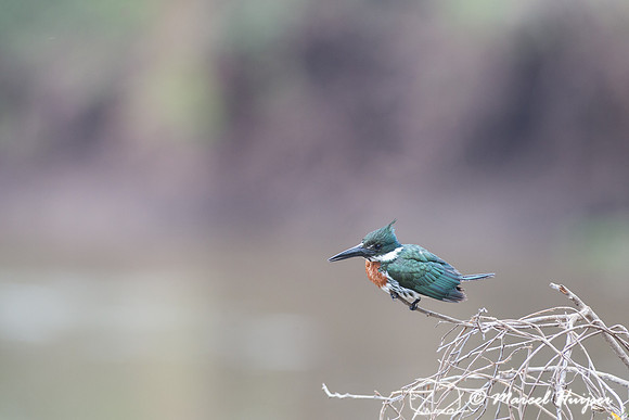 Amazon kingfisher (Chloroceryle amazona), Pantanal, Brazil