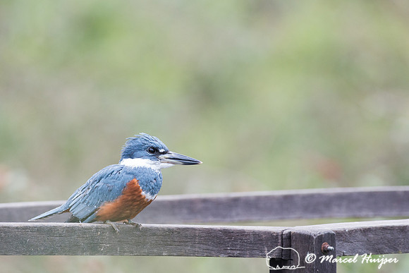 Ringed kingfisher (Megaceryle torquata), Pantanal, Brazil
