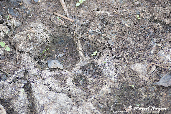 Jaguar (Panthera onca) footprint, Pantanal, Brazil. Near threate