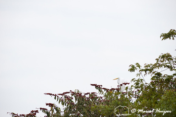 Great egret (Ardea alba), Pantanal, Brazil