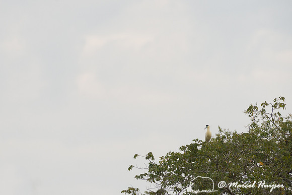 Capped heron (Pilherodius pileatus), Pantanal, Brazil