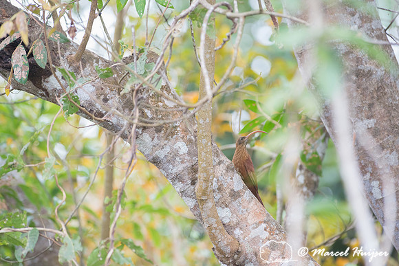 Red-billed scythebill (Campylorhamphus trochilirostris), Pantana