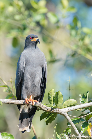 Snail kite (Rostrhamus sociabilis), Pantanal, Brazil