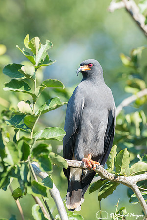Snail kite (Rostrhamus sociabilis), Pantanal, Brazil
