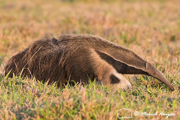 Giant anteater (Myrmecophaga tridactyla), Pantanal, Brazil. Vuln