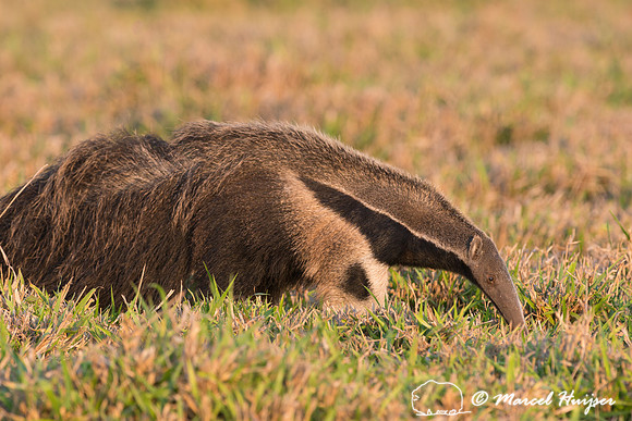 Giant anteater (Myrmecophaga tridactyla), Pantanal, Brazil. Vuln
