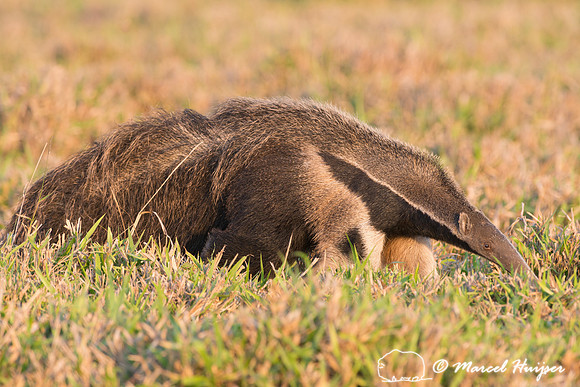 Giant anteater (Myrmecophaga tridactyla), Pantanal, Brazil. Vuln