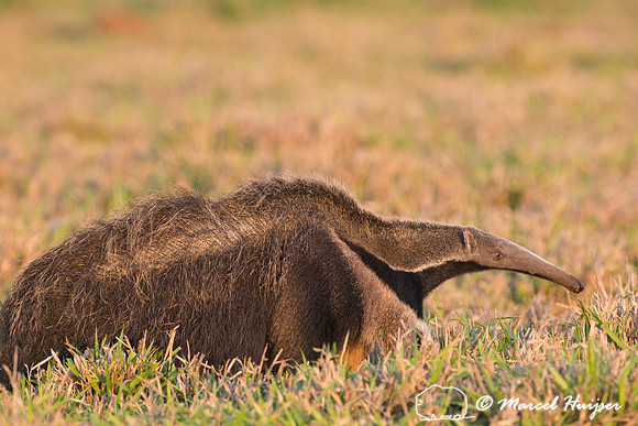 Giant anteater (Myrmecophaga tridactyla), Pantanal, Brazil. Vuln