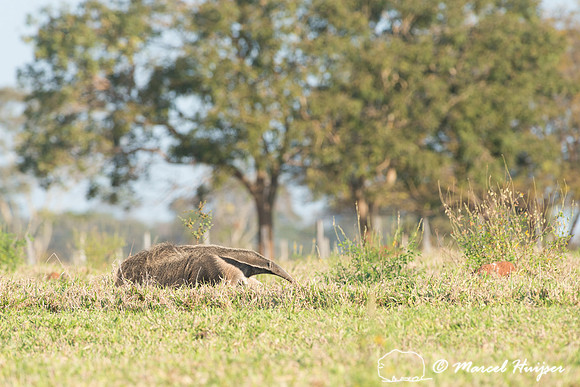 Giant anteater (Myrmecophaga tridactyla), Pantanal, Brazil. Vuln