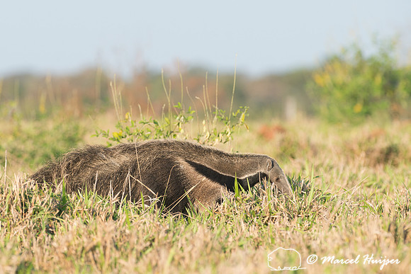 Giant anteater (Myrmecophaga tridactyla), Pantanal, Brazil. Vuln