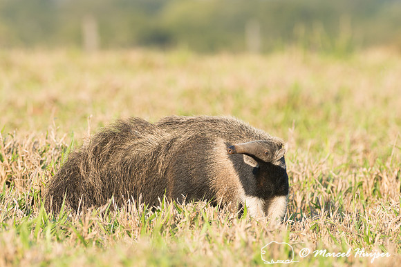 Giant anteater (Myrmecophaga tridactyla), Pantanal, Brazil. Vuln