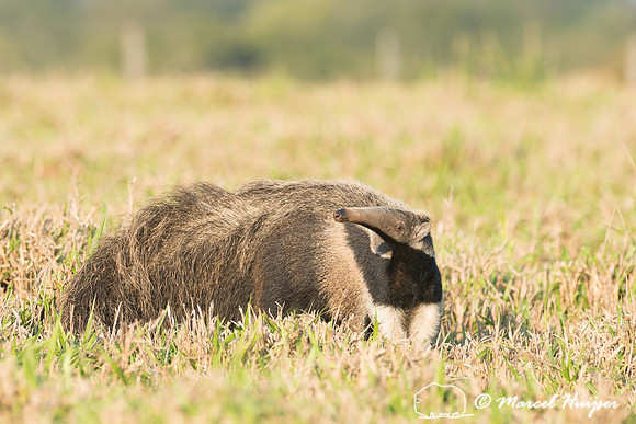 Giant anteater (Myrmecophaga tridactyla), Pantanal, Brazil. Vuln