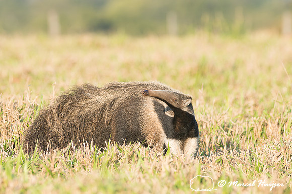 Giant anteater (Myrmecophaga tridactyla), Pantanal, Brazil. Vuln