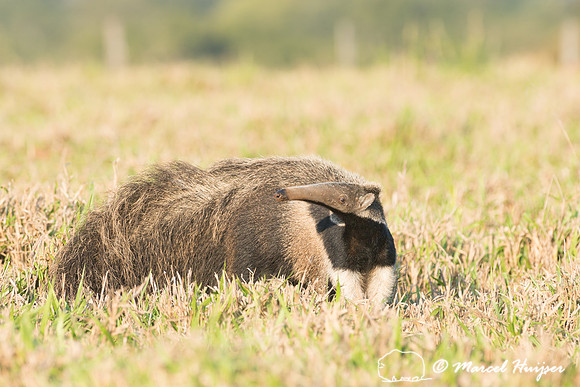 Giant anteater (Myrmecophaga tridactyla), Pantanal, Brazil. Vuln