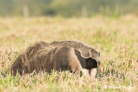 Giant anteater (Myrmecophaga tridactyla), Pantanal, Brazil. Vuln