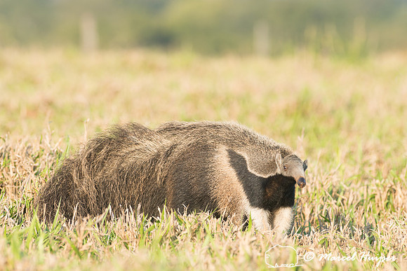 Giant anteater (Myrmecophaga tridactyla), Pantanal, Brazil. Vuln
